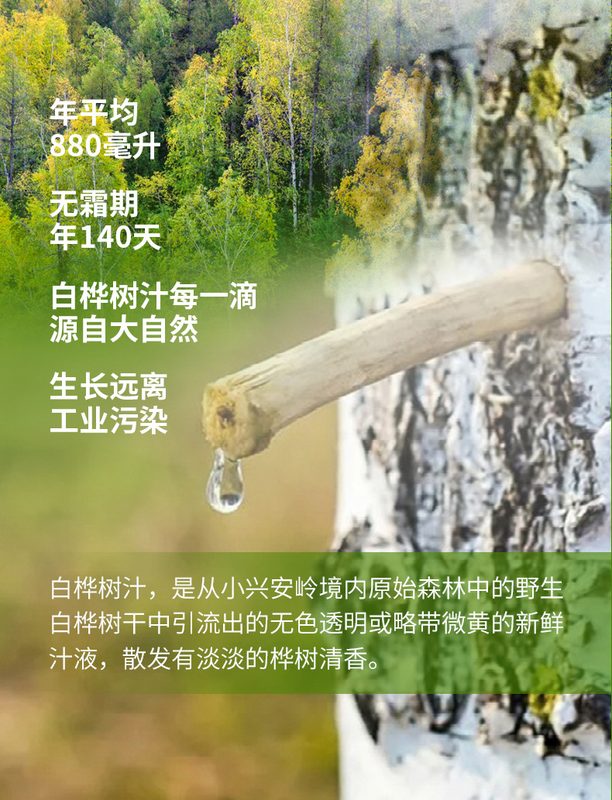 厂家定制白桦树汁贴牌大兴安岭白桦树汁浓缩原液睡眠口服液OEM
